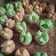 Cooksnap dari Anie San untuk resep Bolu Kukus Mekar