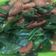 Cooksnap dari desi untuk resep Tumis daun gingseng