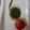 Unlock foodie's cooksnap of when they made Coriander tomato chutney.