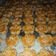Cooksnap dari Dapur Mama Cellin untuk resep Kue kacang lembut,praktis,ekonomis
