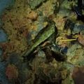 Cooksnap dari Asossia Osie untuk resep Gulai (kalio) hati sapi