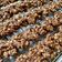 Cooksnap dari Ratnaningsih Sari untuk resep Coffee Oat Cookies (chewy)
