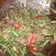 Cooksnap dari Fitri Ummu Althof untuk resep Tumis buncis daging cincang