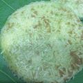 Cooksnap dari Adyasa Nidh untuk resep Pancake teflon mudah & enak