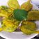 Varsha S M's cooksnap of when they made અજમા ના પાન ના પકોડા (ajma na pan na pakoda recipe in gujarati).