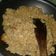 Cooksnap dari Ervina Wahyu Nurjanah untuk resep Nasi goreng sederhana enak