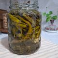 کوک اسنپ میس معصوم بعد از امتحان کردن شور ترشی فلفل سبز تند 👌🏻😋😜😊 Pickled pepper.