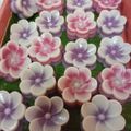 Cooksnap dari Listi Fani untuk resep Kue Lapis Tepung Beras (Merah Putih)