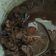 Cooksnap dari Ferial Nizma Muhasyim untuk resep Semur Daging Sapi
