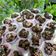 Cooksnap dari ayu purwadi untuk resep Chocolate Cornflake Cookies