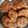 Shobana Ramnath's cooksnap of when they made மக்கா சோள மசால் வடை (Makka sola masal vadai recipe in tamil).
