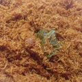 Cooksnap dari Dinda untuk resep Serundeng kelapa pedas manis