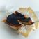 Cooksnap dari Carolina untuk resep Basque Cheesecake atau Burn Cheesecake