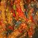 Cooksnap dari Vicky M untuk resep Tongkol Balado