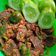 Cooksnap dari Dewi Andrian untuk resep Seblak baso ikan