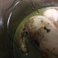 Katatonickat's cooksnap of when they made Instant Pot Rotisserie Chicken.