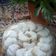 Cooksnap dari ummah ami untuk resep Snowball cookies(putri salju pandan)