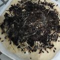 Cooksnap dari Stella Andini untuk resep Pizza teflon (no egg, no ulen, no mixer, no oven)