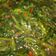 Cooksnap dari vivian untuk resep Kangkung sambel terasi