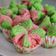Cooksnap dari Sweet Tooth untuk resep Bolu Kukus Mekar (mekar sempurna)