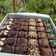Cooksnap dari Dwi Mulat untuk resep Fudgy brownis shiny crust glowing anti gagal super lembut