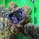Cooksnap dari Qeyy untuk resep Purple sweet potato cheese balls
