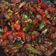 Cooksnap dari Lysa Dewi untuk resep Babi tumis cabe