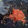 Cooksnap dari endang parwiti untuk resep Sambal Bawang Siram Minyak