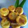 Cooksnap dari Ratih Blackforever untuk resep Timus ubi kuning