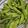 Cooksnap dari febi anggoro untuk resep Cruchy Boiled Edamame