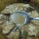 Cooksnap dari Altia Rahmah untuk resep 93. Terong sayur santan