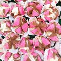 Cooksnap dari mely ariana untuk resep Bolu Kukus Mekar kocok All in One