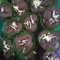 Cooksnap dari Adrient Desiana untuk resep Brownies Kering Mini