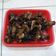 Cooksnap dari Yana Wahyudi untuk resep Bebek goreng #BikinRamadhanBerkesan