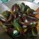Cooksnap dari Nurul Ikhsani untuk resep 265. Kerang Hijau Rebus Bumbu Kuning 👍