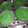 Cooksnap dari ranita_yla untuk resep Bingka Telur Pandan