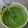 Muskaan का कुकस्नैप जब उन्होंने हरे आम और पुदीना की चटनी (hare aam aur pudina ki chutney recipe in Hindi) बनाया था।