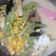 Cooksnap dari Herlina Haluddin untuk resep Sayur lodeh sawi putih, labu siam dan jagung