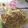 Cooksnap dari Veve Neman untuk resep Simple Fettuccini carbonara