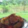 Cooksnap dari Hady Cebonkk untuk resep Pelas / Dadar Jagung / Bakwan Jagung