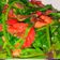 Cooksnap dari Rosita Sita untuk resep Tumis Kangkung Saori Saos Tiram Ala Resto