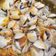 El cooksnap de Cristina Aymar Bru cuando hizo Almejas a la marinera a mi manera.
