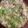 El cooksnap de Mariposa cuando hizo Pozole Verde de pollo.