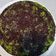 Cooksnap dari Dapoer_Makjust untuk resep Bolu santan pandan panggang, lembuuuuuuut,,