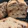 El cooksnap de Claudia Corral Porras cuando hizo Pan brioche de yogur con pepitas de chocolate (panificadora).