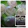 Cooksnap dari kannia untuk resep Meringue