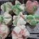 Cooksnap dari Indah 'Pawon Zie' untuk resep Bolu Kukus Mekar Non Soda