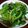 รูป Cooksnap ของ Pornpit Treebupachatsakul เมื่อเขาทำ ผัดผักไชยา (มังสวิรัติ)