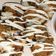 Cooksnap dari Noviyantie Novi untuk resep Sushi Roll Crispy