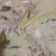 Cooksnap dari neneng karyanah untuk resep Opor ayam kuah putih